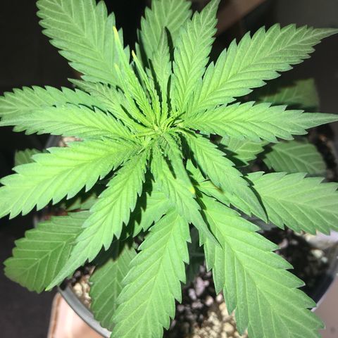 Royal Gushers #1 growlog timeline photo