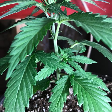 Royal Gushers #1 growlog timeline photo