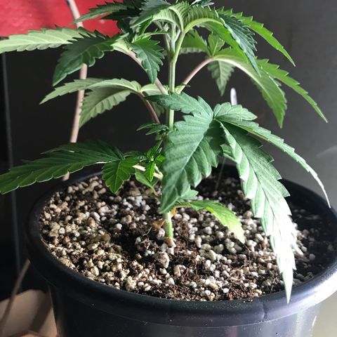 Royal Biscotti  #2 growlog timeline photo