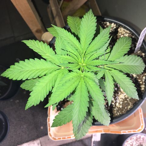 Royal Biscotti  #2 growlog timeline photo