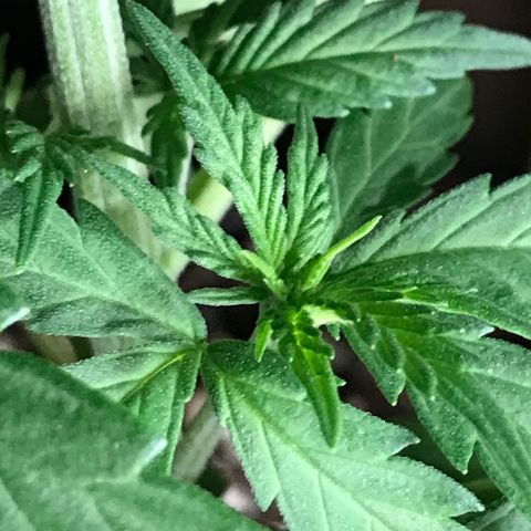 Royal Gushers #1 growlog timeline photo