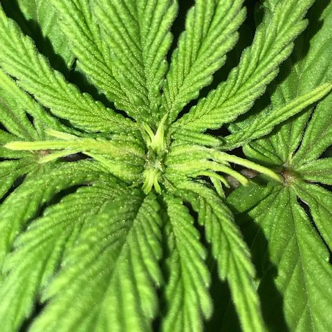 Royal Skywalker  #3 growlog timeline photo