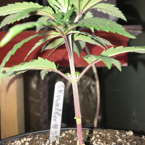 Royal Skywalker  #3 growlog timeline photo