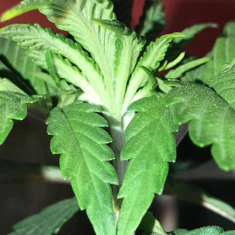 Royal Skywalker  #3 growlog timeline photo