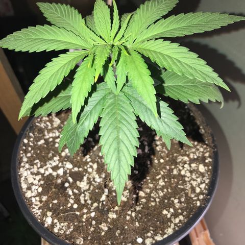 Royal Skywalker  #3 growlog timeline photo