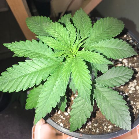 Royal Apple Fritter #1 growlog timeline photo