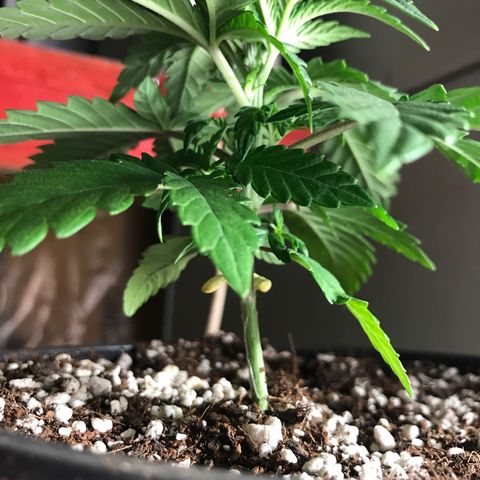 Royal Apple Fritter #1 growlog timeline photo