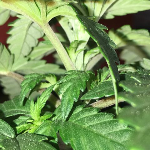 Royal Apple Fritter #1 growlog timeline photo