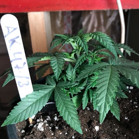 Sweet Lemon Ak #3 growlog timeline photo