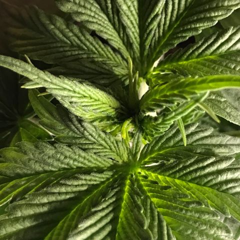 Black Orchid  #2 growlog timeline photo