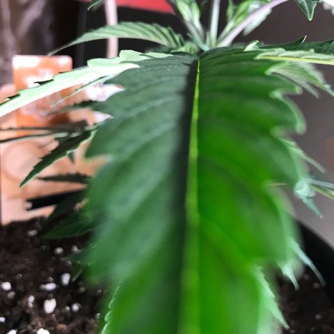 Do- Si- Dos #1 growlog timeline photo