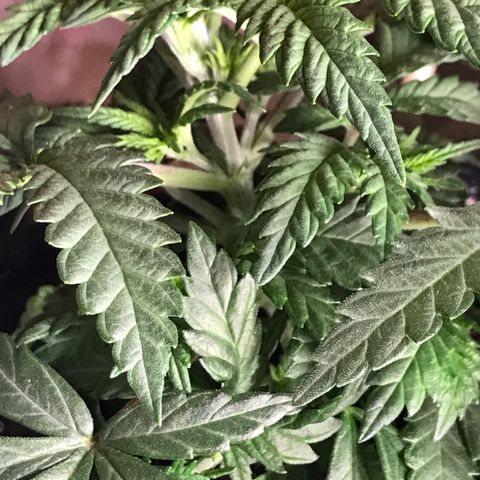 Sweet Lemon Ak #3 growlog timeline photo