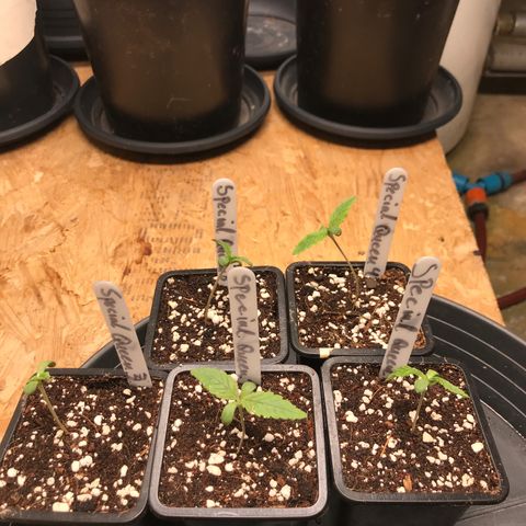 Special Queen #1 growlog timeline photo