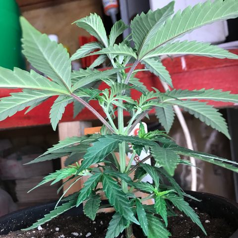 Do- Si- Dos #1 growlog timeline photo