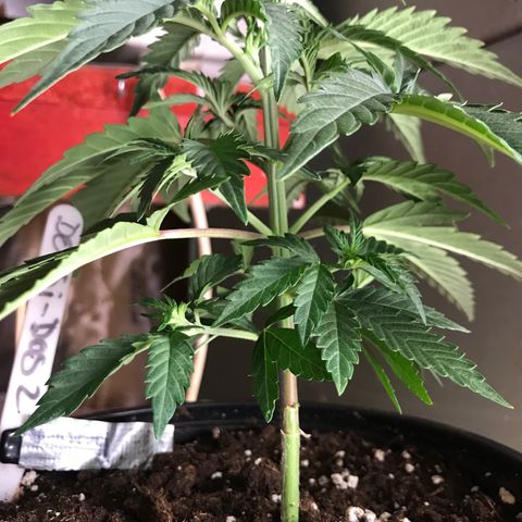 Do- Si- Dos #2 growlog timeline photo