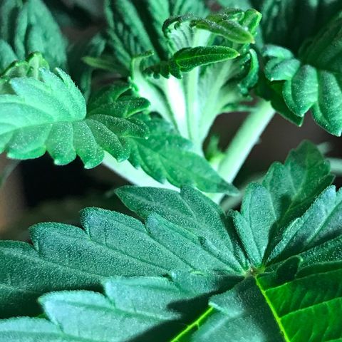 Royal Apple Fritter #3 growlog timeline photo