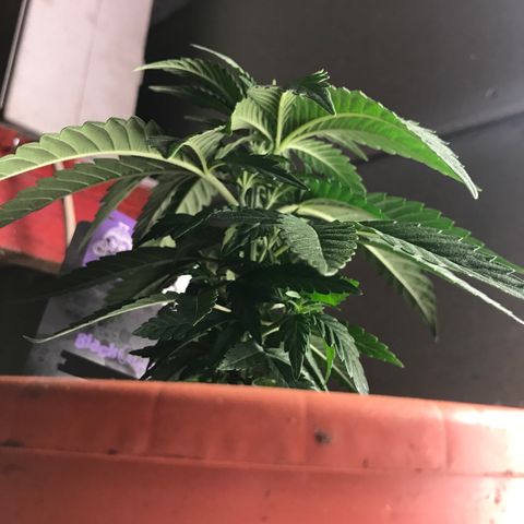 Black Orchid  #1 growlog timeline photo