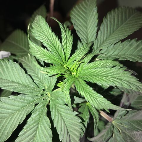 Do- Si- Dos #2 growlog timeline photo
