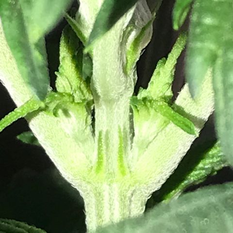Do- Si- Dos #3 growlog timeline photo