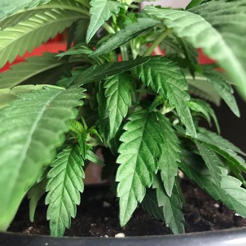 Black Orchid  #3 growlog timeline photo