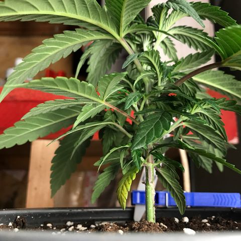Do- Si- Dos #3 growlog timeline photo