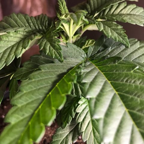 Sweet Lemon Ak #2 growlog timeline photo