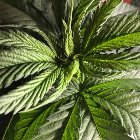 Black Orchid  #1 growlog timeline photo