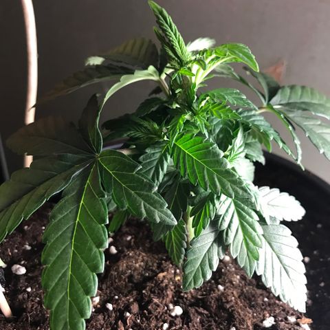 Sweet Lemon Ak #2 growlog timeline photo