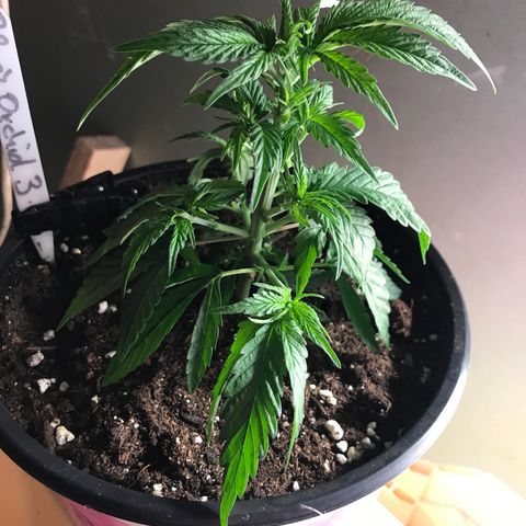 Black Orchid  #3 growlog timeline photo