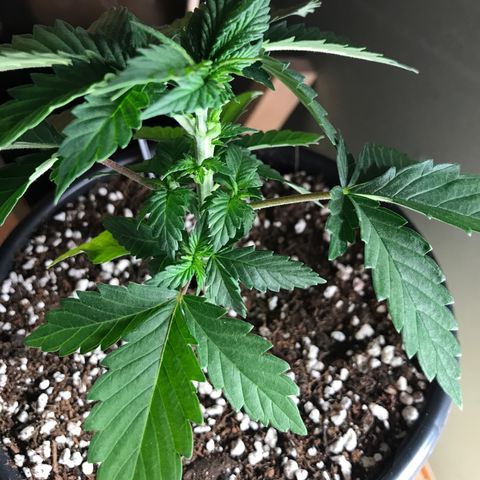 Royal Apple Fritter #2 growlog timeline photo