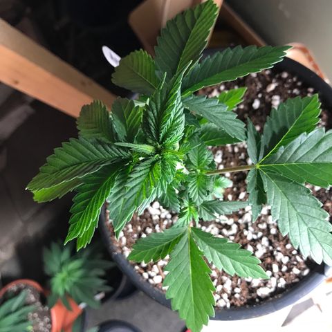 Royal Apple Fritter #2 growlog timeline photo