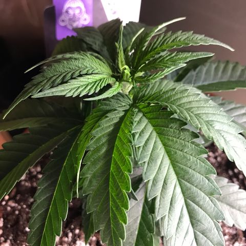 Black Orchid  #1 growlog timeline photo