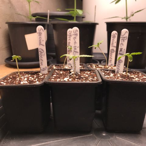 Special Queen #1 growlog timeline photo