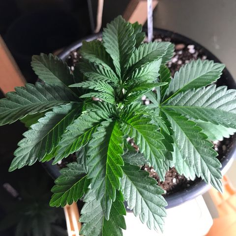 Royal Apple Fritter #3 growlog timeline photo
