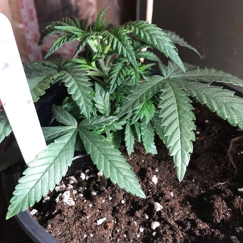 Sweet Lemon Ak #3 growlog timeline photo