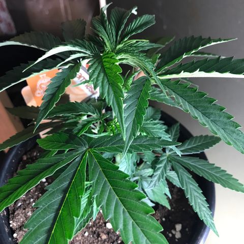 Do- Si- Dos #1 growlog timeline photo