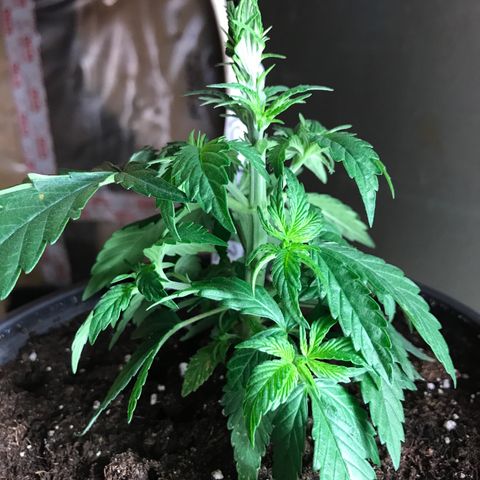 Black Orchid  #2 growlog timeline photo