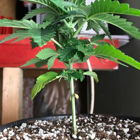 Royal Apple Fritter #2 growlog timeline photo