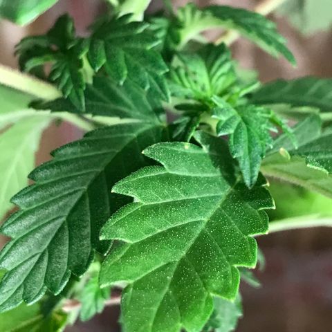 Royal Apple Fritter #2 growlog timeline photo