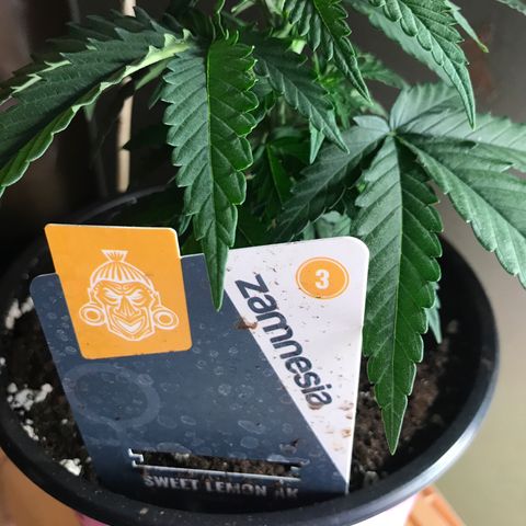 Sweet Lemon Ak #1 growlog timeline photo