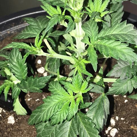 Sweet Lemon Ak #3 growlog timeline photo