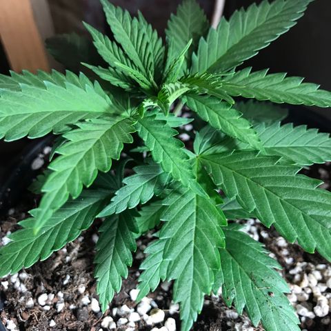 Royal Skywalker  #1 growlog timeline photo