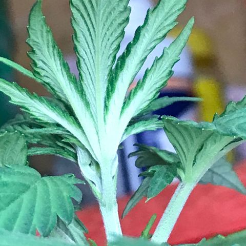 Royal Biscotti  #3 growlog timeline photo