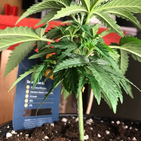 Sweet Lemon Ak #1 growlog timeline photo