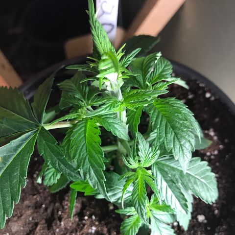 Black Orchid  #2 growlog timeline photo