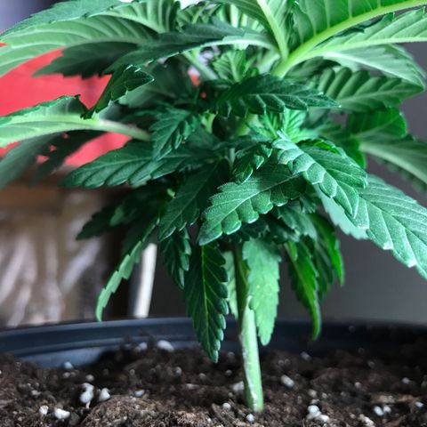 Sweet Lemon Ak #2 growlog timeline photo