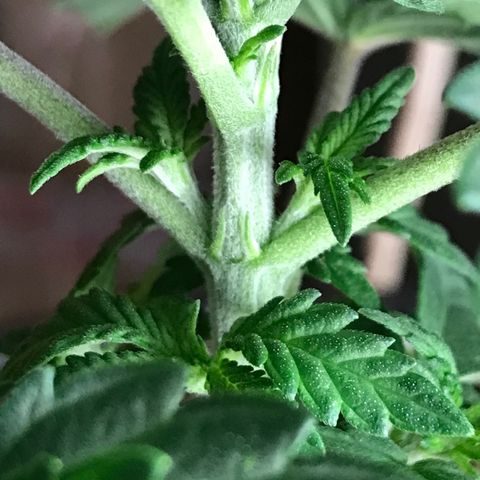 Royal Apple Fritter #3 growlog timeline photo