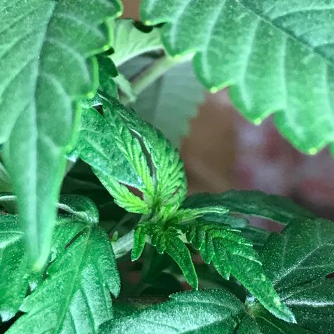 Black Orchid  #2 growlog timeline photo