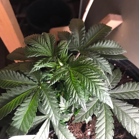 Sweet Lemon Ak #3 growlog timeline photo