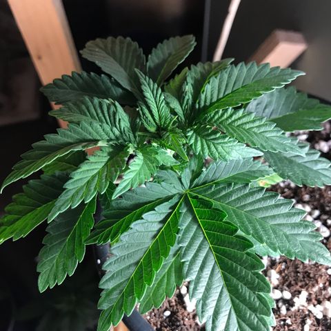Royal Apple Fritter #3 growlog timeline photo